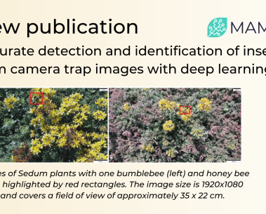 New dataset model accurately detects and classifies small insects in complex scenes