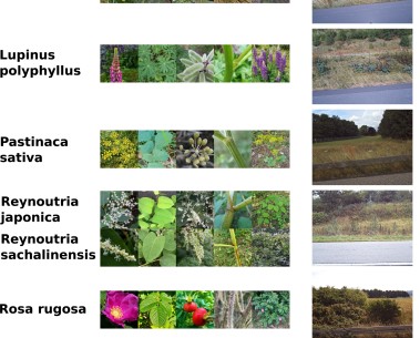 New MAMBO publication explores AI-based detection of invasive alien plant species in roadside imagery