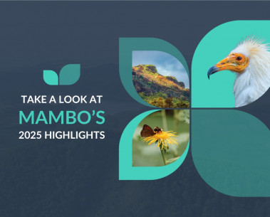 Highlights of MAMBO's year: New video recaps our 2025